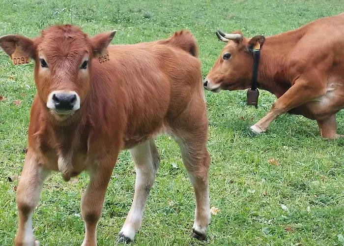 Сasa de vacaciones El Papu Coloráu *